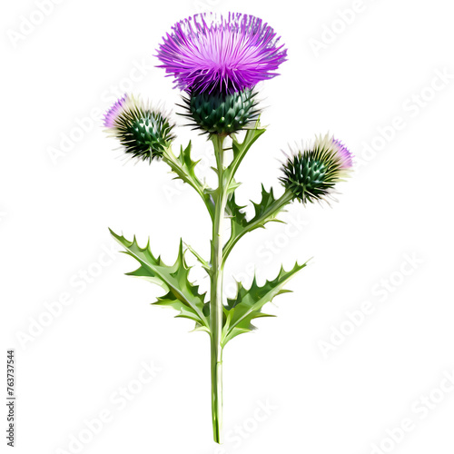 Collection of thistle blossoms, isolated on transparent background Transparent Background Images 