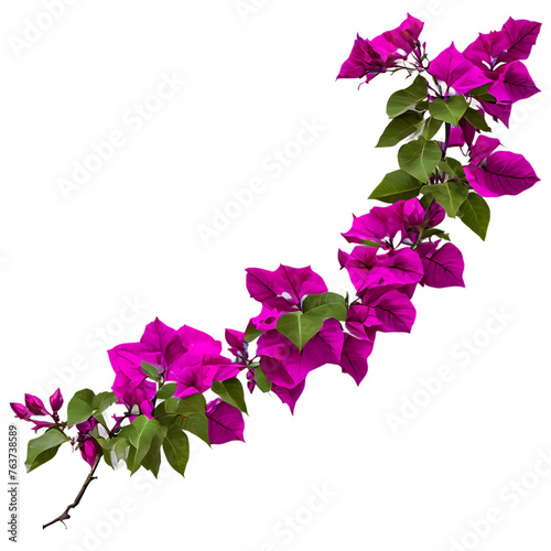 Display of bougainvillea blooms, isolated on transparent background Transparent Background Images 