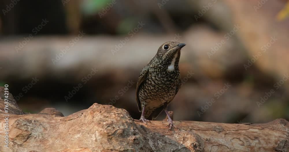 Looking to the right while perched on a log in the forest, White-throated Rock-Thrush Monticola gularis Female, Thailand Looking to the right while perched on a log in the forest, White-throated Rock-Thrush Monticola gularis Female, Thailand