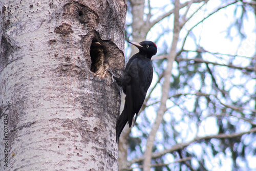 The black woodpecker (Dryocopus martius) adult bird cleaning out nesting hole in aspen tree, natural habitat forest, green background, Springtime.