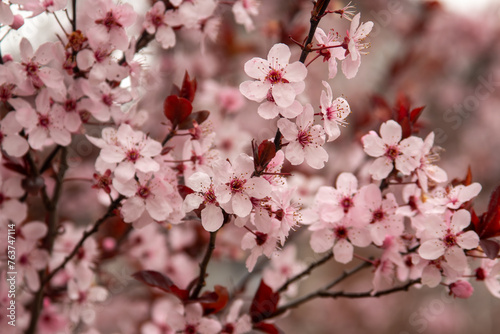 pink cherry blossom