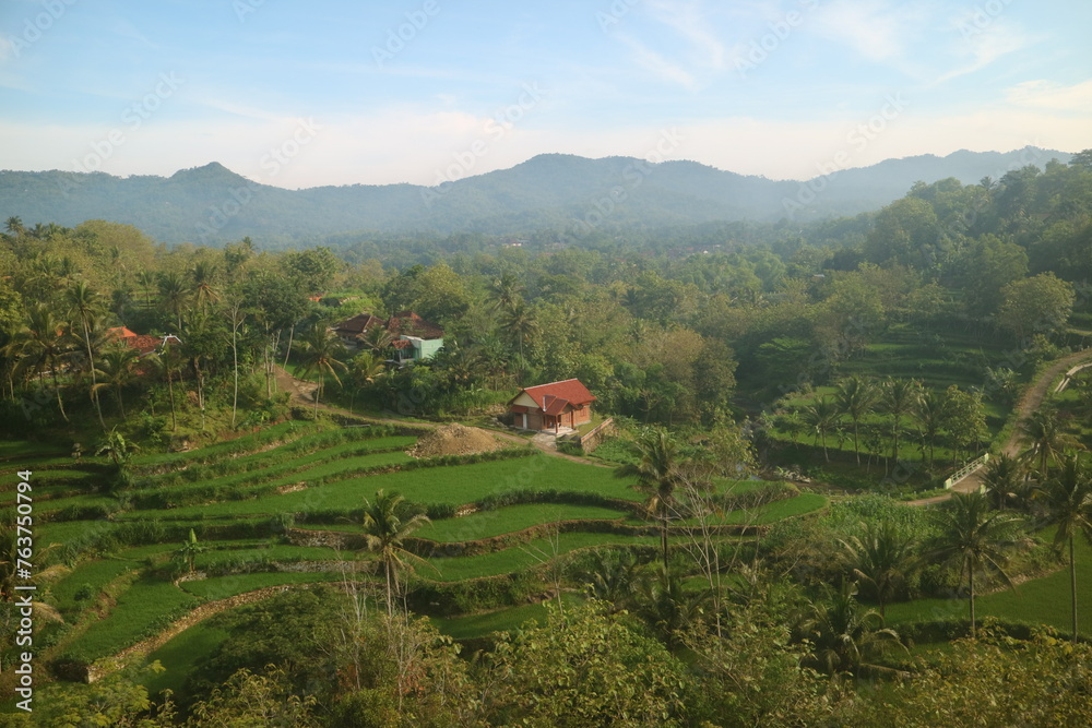 rice field in village