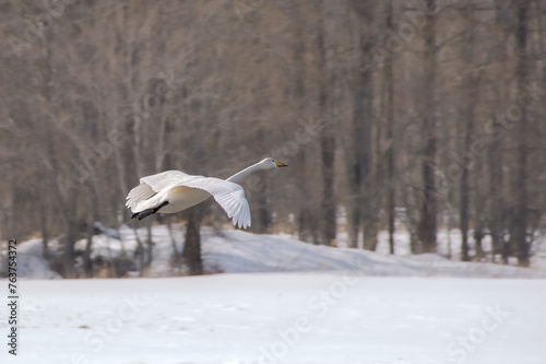 冬の森を飛ぶ一羽の白鳥 photo