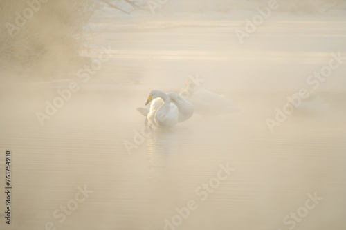 Fototapeta Naklejka Na Ścianę i Meble -  濃い朝靄の湖の白鳥。北海道の屈斜路湖。