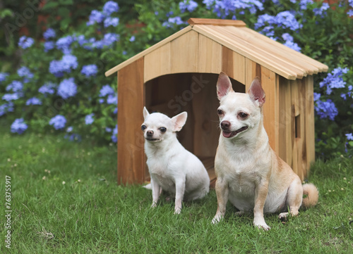 two different size  short hair  Chihuahua dogs sitting in front of  wooden dog house  Purple flowers garden background.
