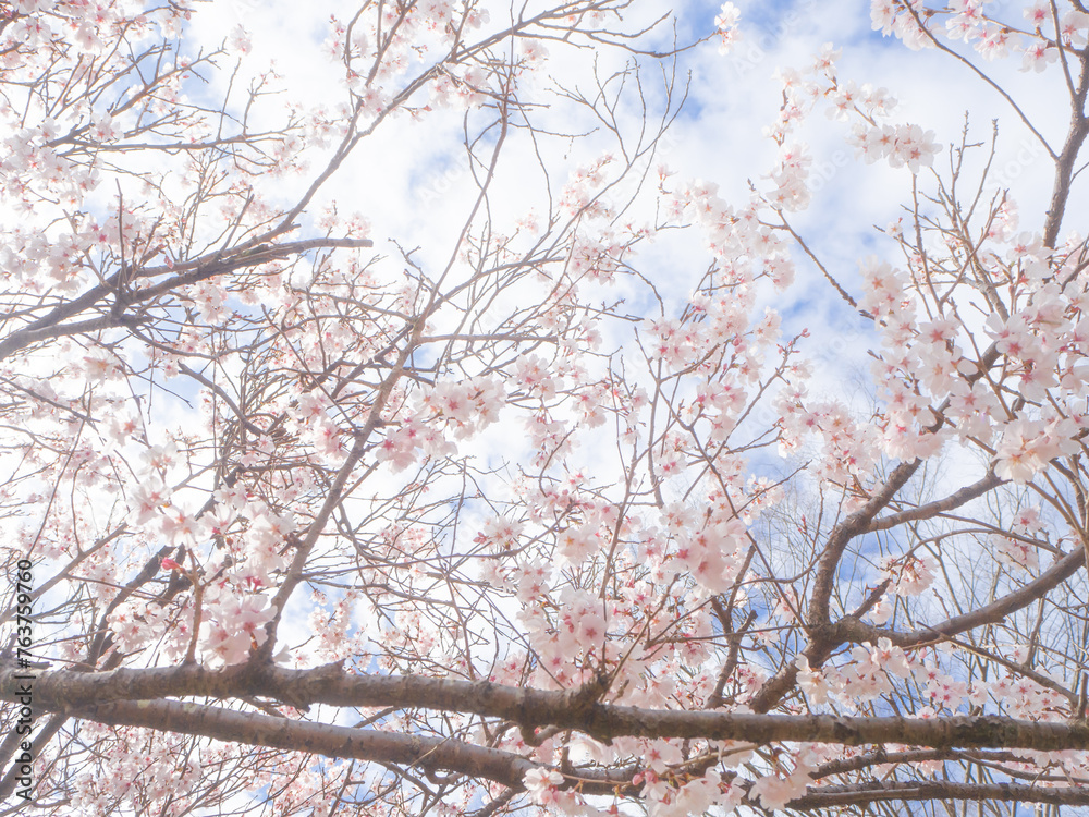 青空に映える美しい桜の木