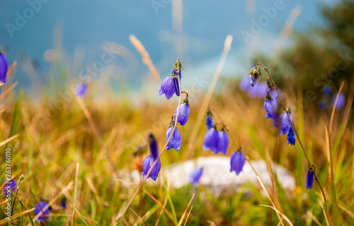 small mountain bluebells shine in the sun
