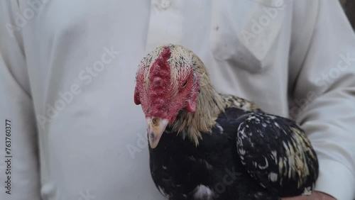 A close-up of the neck of a beautiful colorful rooster. The man is holding the rooster in his hand. 4K footage. photo