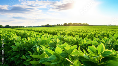 Green ripening soybean field, agricultural landscape. Generative AI