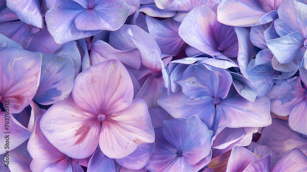 Hydrangea Flowers Closeup, Background 