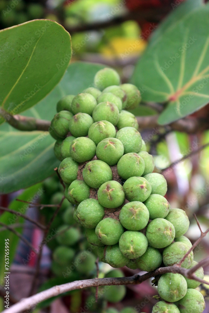 A bunch of Coccoloba unifera fruits, also known as seagrape, baygrape, Jamaican Kino and platter leaf.;