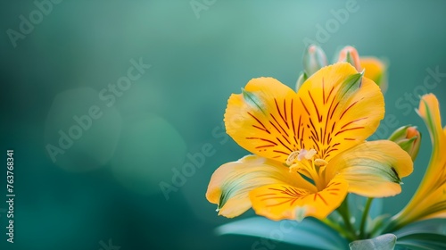 Macro shot of yellow alstromeria flower against green background. Floral background photo