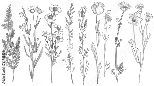 Medicinal herbs collection. Vector set of hand drawn summer florals, herbs, weeds and meadows. Vintage plants illustration. Botanical elements in engraved style. Wild flowers outlines set  photo