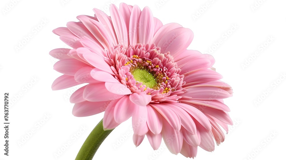 Pink gerbera flower isolated on white background Pink gerbera flower isolated on white background