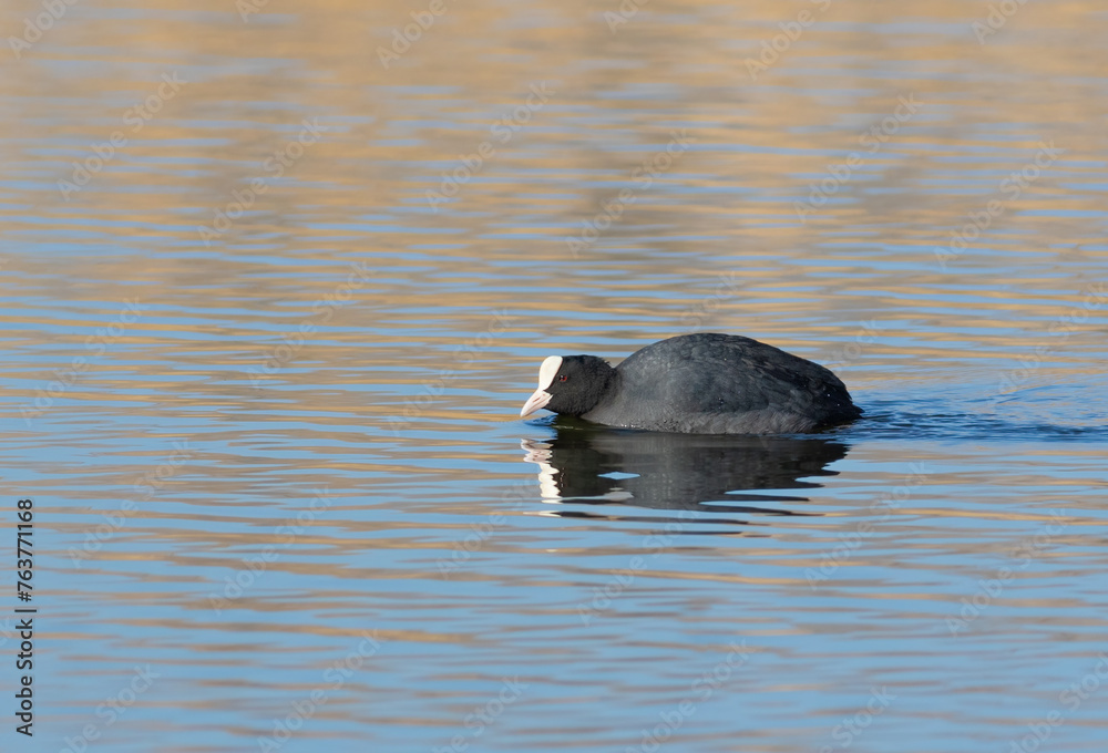Fototapeta premium Eurasian coot. On a sunny morning, a bird floats down the river, reflecting in the water