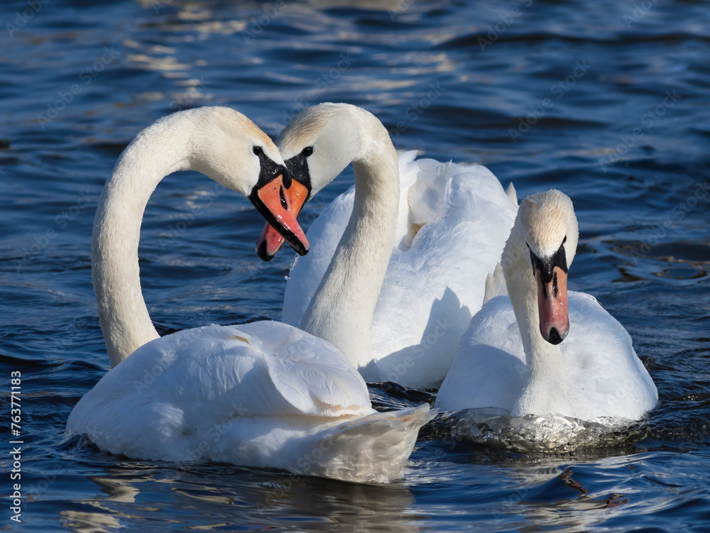 Fototapeta premium Mute swan, Cygnus olor. Male and female join together as a family, cooing with each other
