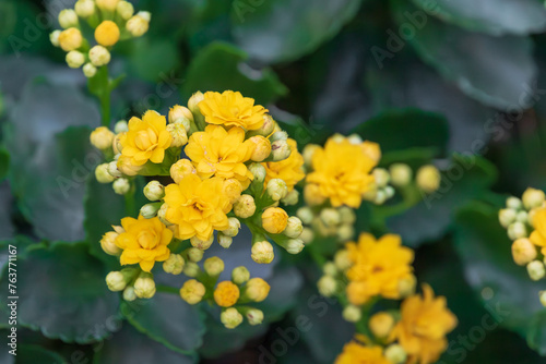 Yellow canola flower. rapeseed, yuchae, Brassica napus photo