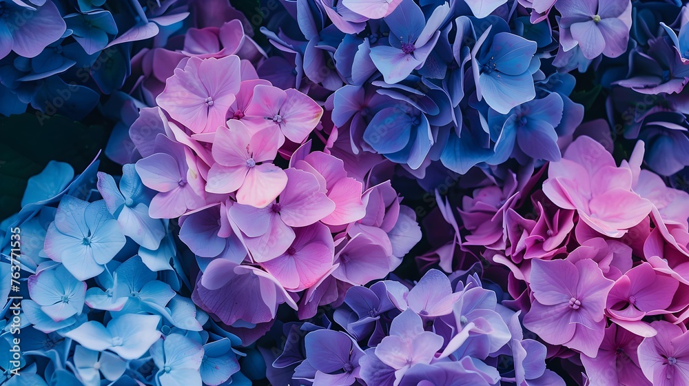 Beautiful colourful, purple, blue, green, blossoming hydrangea flower horizontal texture