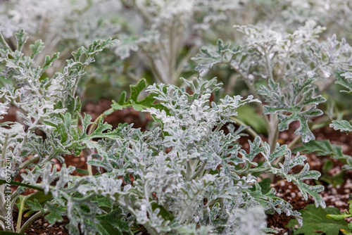 Silver RagWort, a perennial plant belonging to the Asteraceae family. Dusty Miller, Jacobaea maritima, senecio cineraria photo