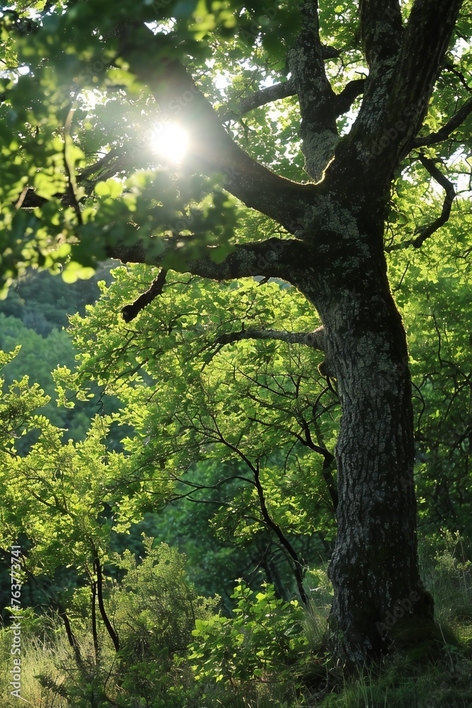 Sunlight Streaming Through Oak Tree Sunlight Streaming Through Oak Tree