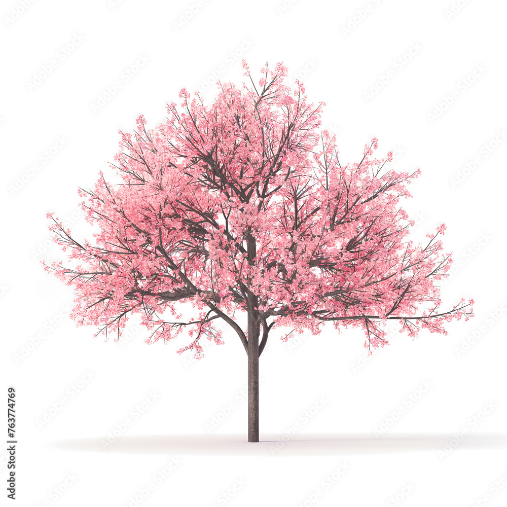 cherry blossom tree on transparent background cherry blossom tree on transparent background