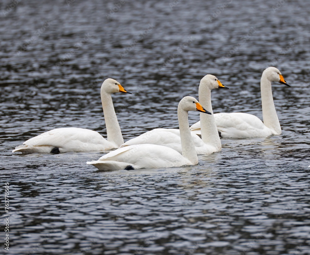 The whooper swan, also known as the common swan, is a large northern hemisphere swan.