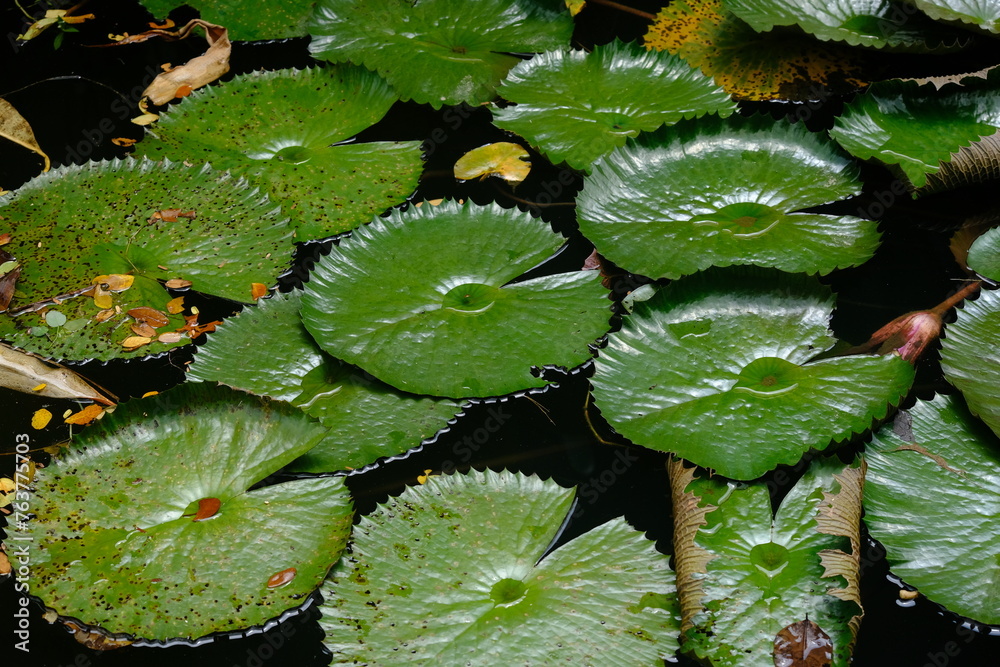 The lotus tribe or Nymphaeaceae is a member of the flowering plant tribe. Pinky water lily. Lily air merah muda. teratai merah muda. living in a muddy pond. The lotus tribe or Nymphaeaceae is a member of the flowering plant tribe. Pinky water lily. Lily air merah muda. teratai merah muda. living in a muddy pond.