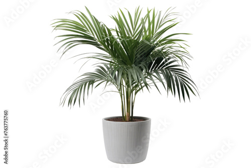 Plant in a White Pot on White Background. On a White or Clear Surface PNG Transparent Background.