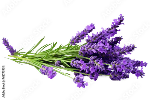 Clump of Lavender Flowers on White Background. On a White or Clear Surface PNG Transparent Background.