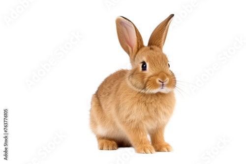 Brown Rabbit Sitting on Top of White Floor. On a White or Clear Surface PNG Transparent Background.