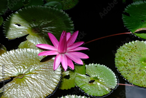 The lotus tribe or Nymphaeaceae is a member of the flowering plant tribe. Pinky water lily. Lily air merah muda. teratai merah muda. living in a muddy pond. photo