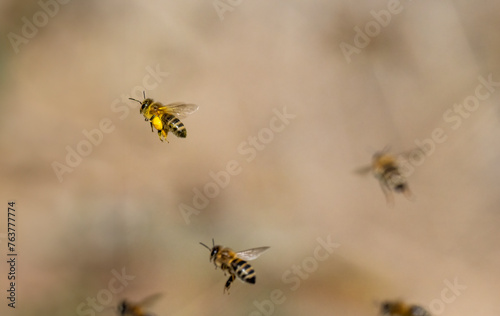 Honigbiene

