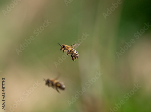 Honigbiene  © Lothar Lenz