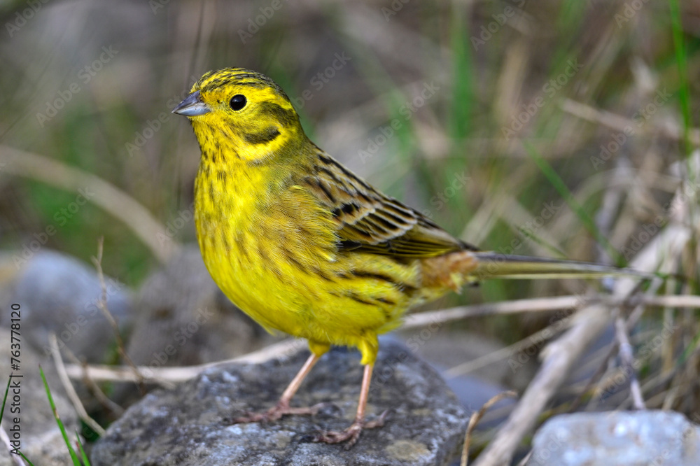 Goldammer // Yellowhammer (Emberiza citrinella) Goldammer // Yellowhammer (Emberiza citrinella)