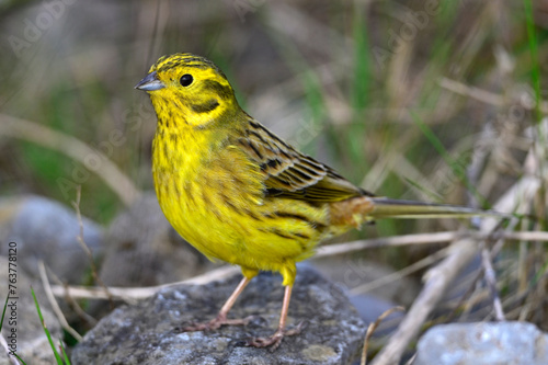 Goldammer // Yellowhammer (Emberiza citrinella)