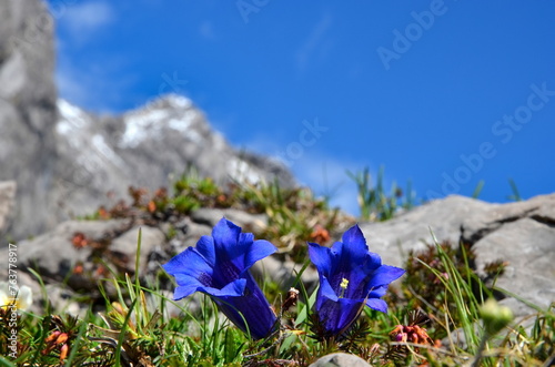 Enzianblüte, Enzianblume in den Alpen