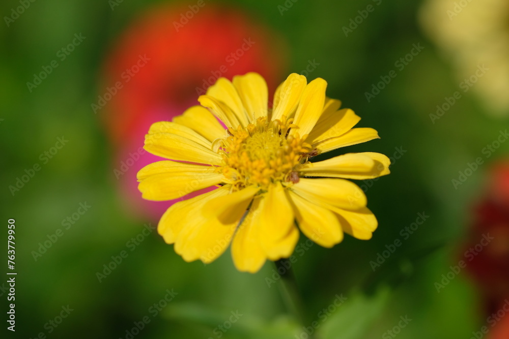 Closeup of Zinnia Flower in the tropical garden. Asteraceae. Plantae. Macro photography. Bokeh. Zinnia elegans Closeup of Zinnia Flower in the tropical garden. Asteraceae. Plantae. Macro photography. Bokeh. Zinnia elegans