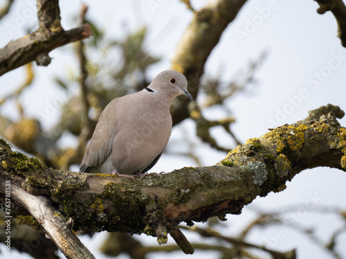 Türkentaube (Streptopelia decaocto) 