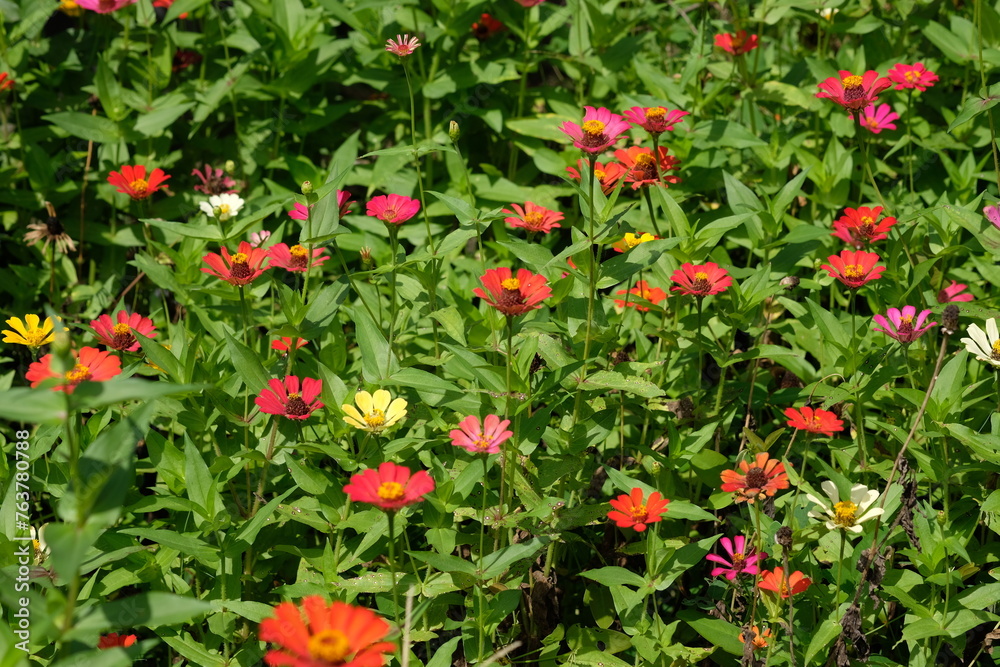 colorful zinnia flowers in a tropical garden. this image is suitable to be used as wallpaper or background. Zinnia is a flower in the form of small shrubs and shrubs native to Mexico, Central America.