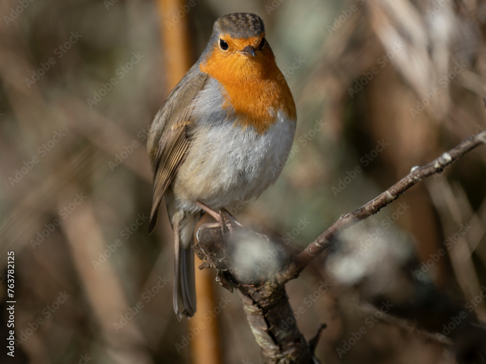 Rotkehlchen (Erithacus rubecula)
Rotkehlchen (Erithacus rubecula)