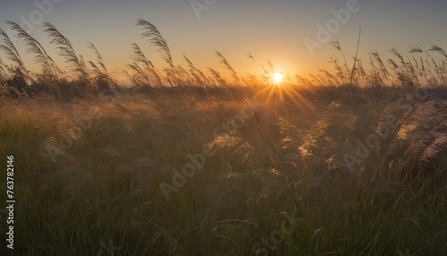 Backlit grasses at sunrise