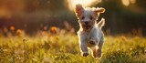A playful puppy runs joyfully through a sunlit meadow