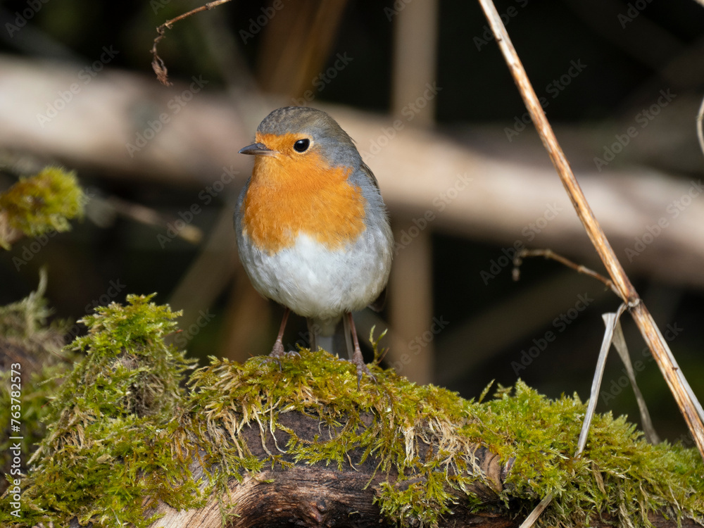 Rotkehlchen (Erithacus rubecula)
Rotkehlchen (Erithacus rubecula)
