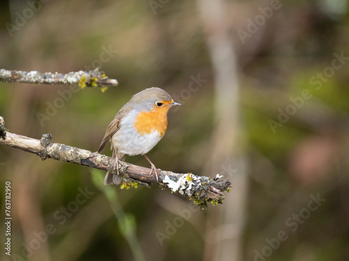 Rotkehlchen (Erithacus rubecula)    © Lothar Lenz