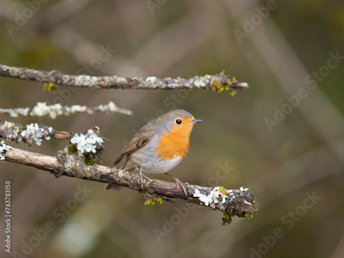 Rotkehlchen (Erithacus rubecula) 