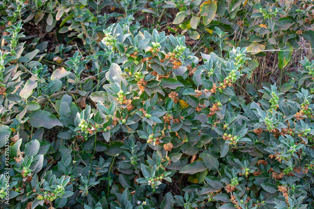 Ashwagandha green plant or withania somnifera plant is ayurvedic medicine plant Ashwagandha green plant or withania somnifera plant is ayurvedic medicine plant