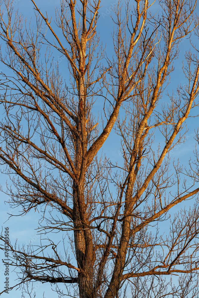 Tree, poplar in winter without leaves, at sunset with the blue sky in the background. Populus. Tree, poplar in winter without leaves, at sunset with the blue sky in the background. Populus.
