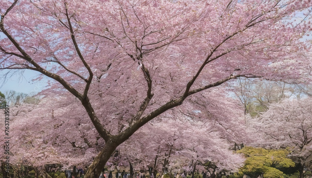 Pink blossom branches in full bloom in Spring, Kyoto Gyoen Garden Pink blossom branches in full bloom in Spring, Kyoto Gyoen Garden