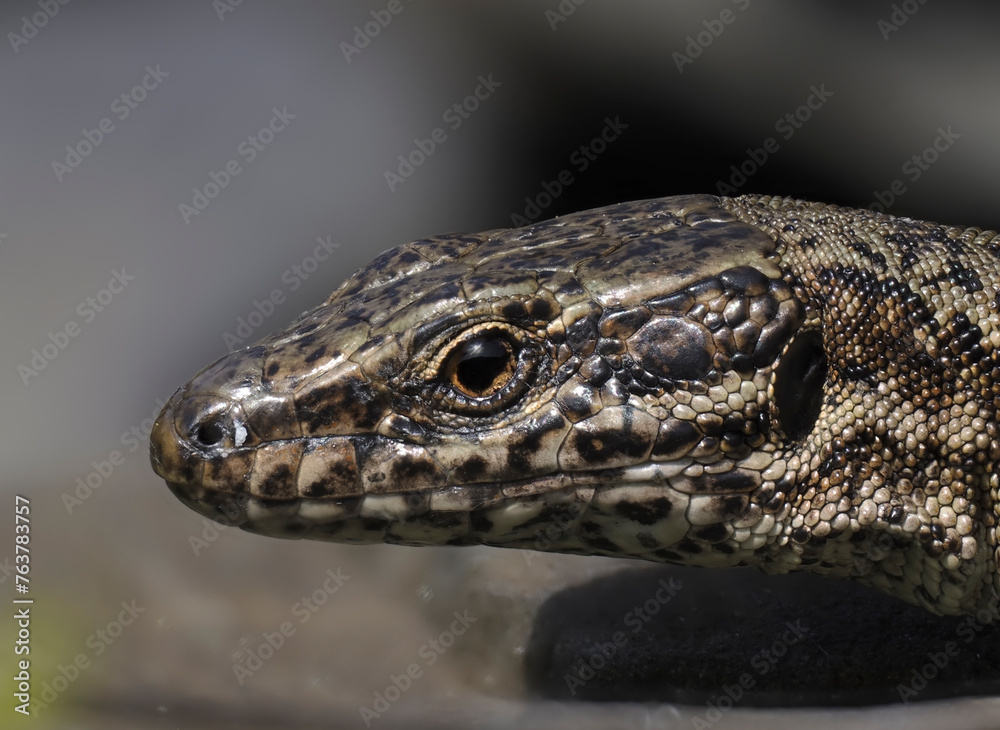 Naklejka premium Mauereidechse&nbsp;(Podarcis muralis)