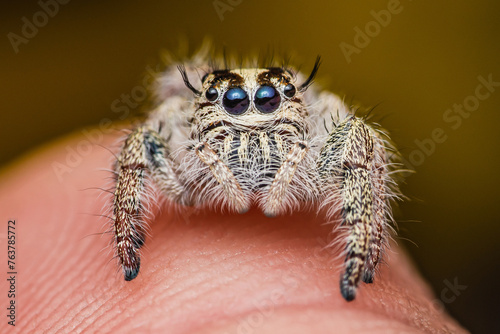 Close up a colorful jumping spider on finger, macro shot, selective focus,Thailand.